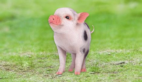 巴马香猪养殖技术、成本
