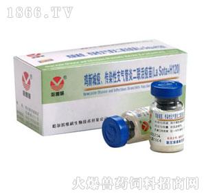 鸡传染性活疫苗（H120株）